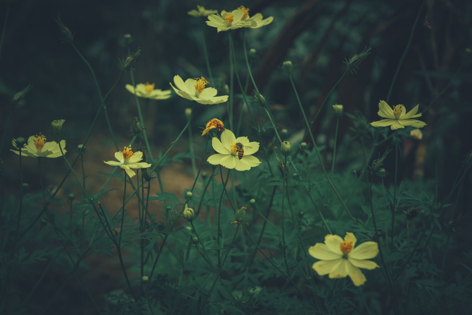 Nikon D7100 sample photo. Flowers, pansy, bees photography
