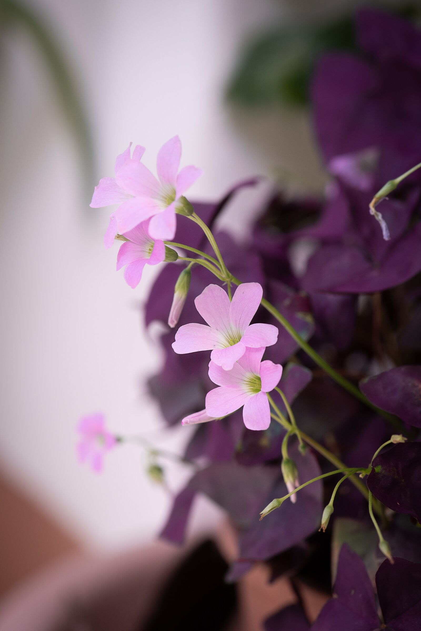 Nikon D750 sample photo. Flower, plant, pink photography