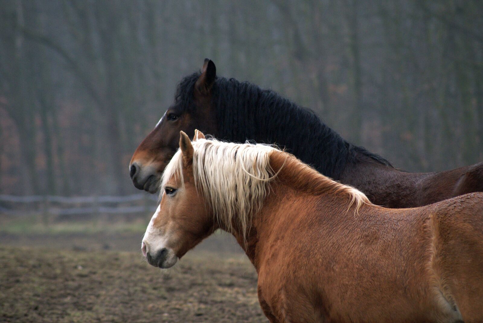 Sony Alpha DSLR-A200 sample photo. Horses, pasture, nature photography