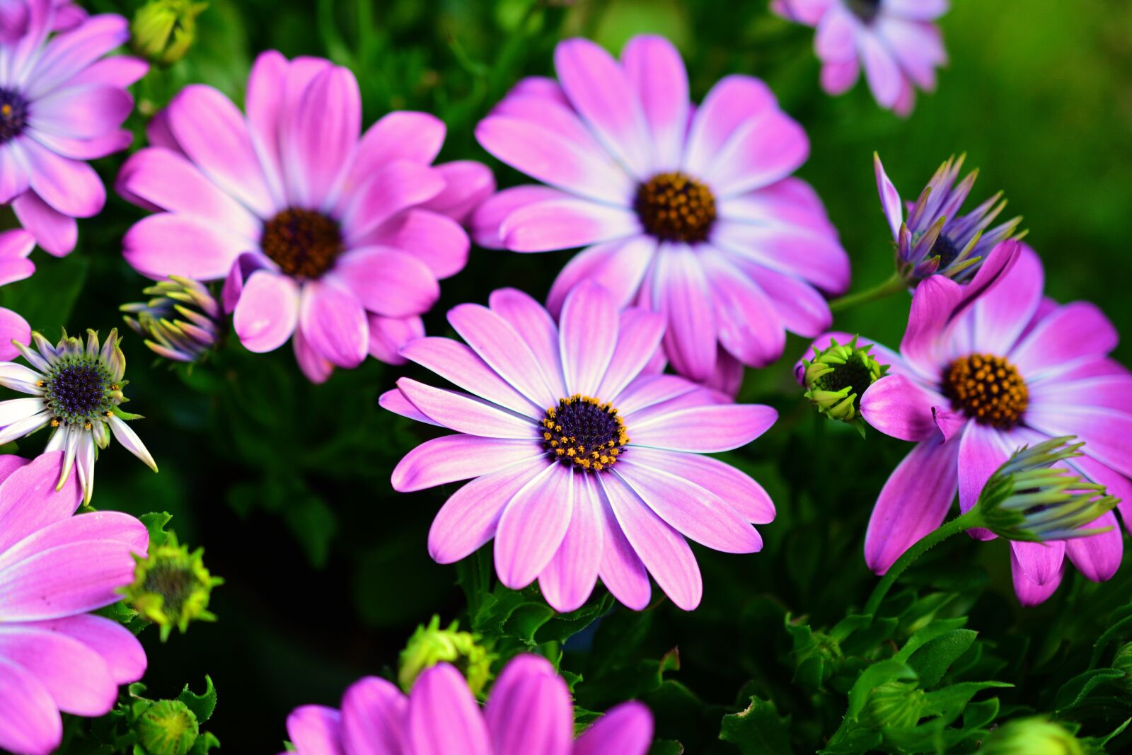 Nikon D5200 sample photo. Daisies, cape basket, bornholm-daisies photography