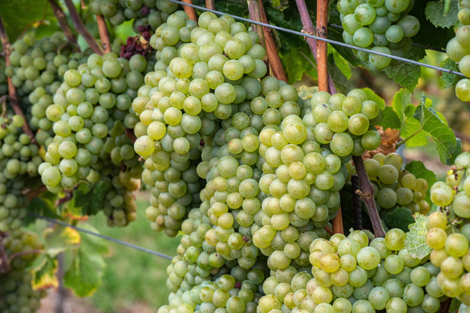Tamron SP AF 90mm F2.8 Di Macro sample photo. Wine, grapes, vine photography