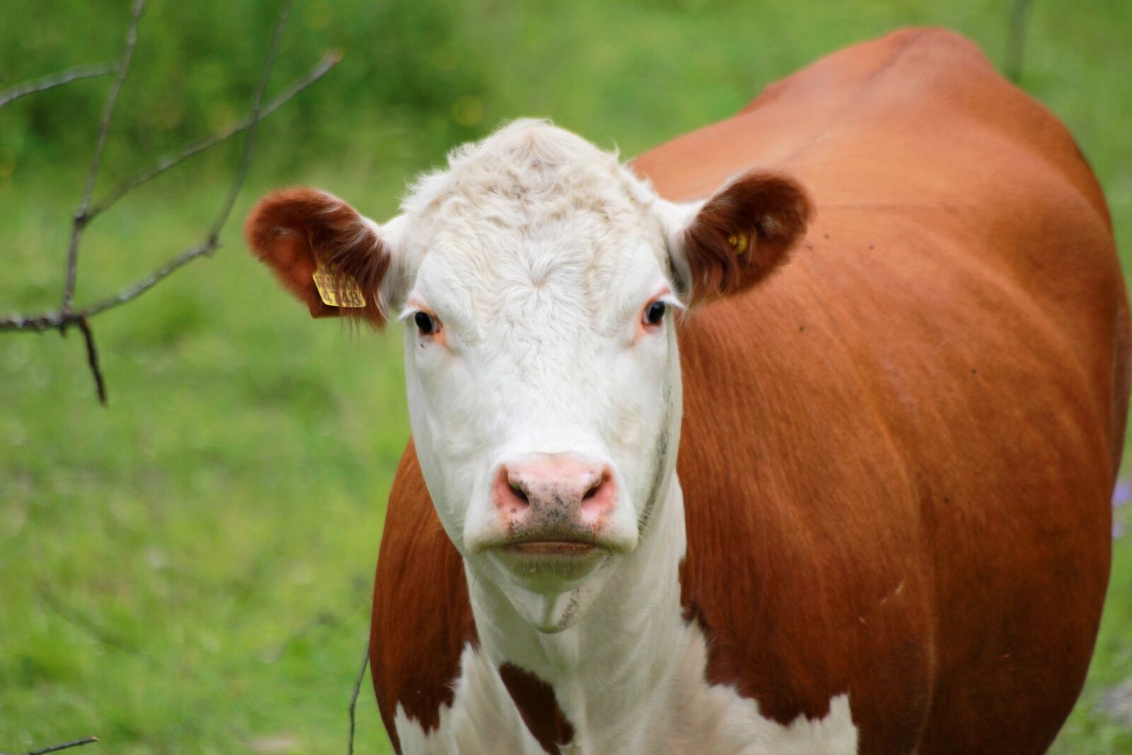 Canon EOS 550D (EOS Rebel T2i / EOS Kiss X4) sample photo. The cow, animal, countryside photography