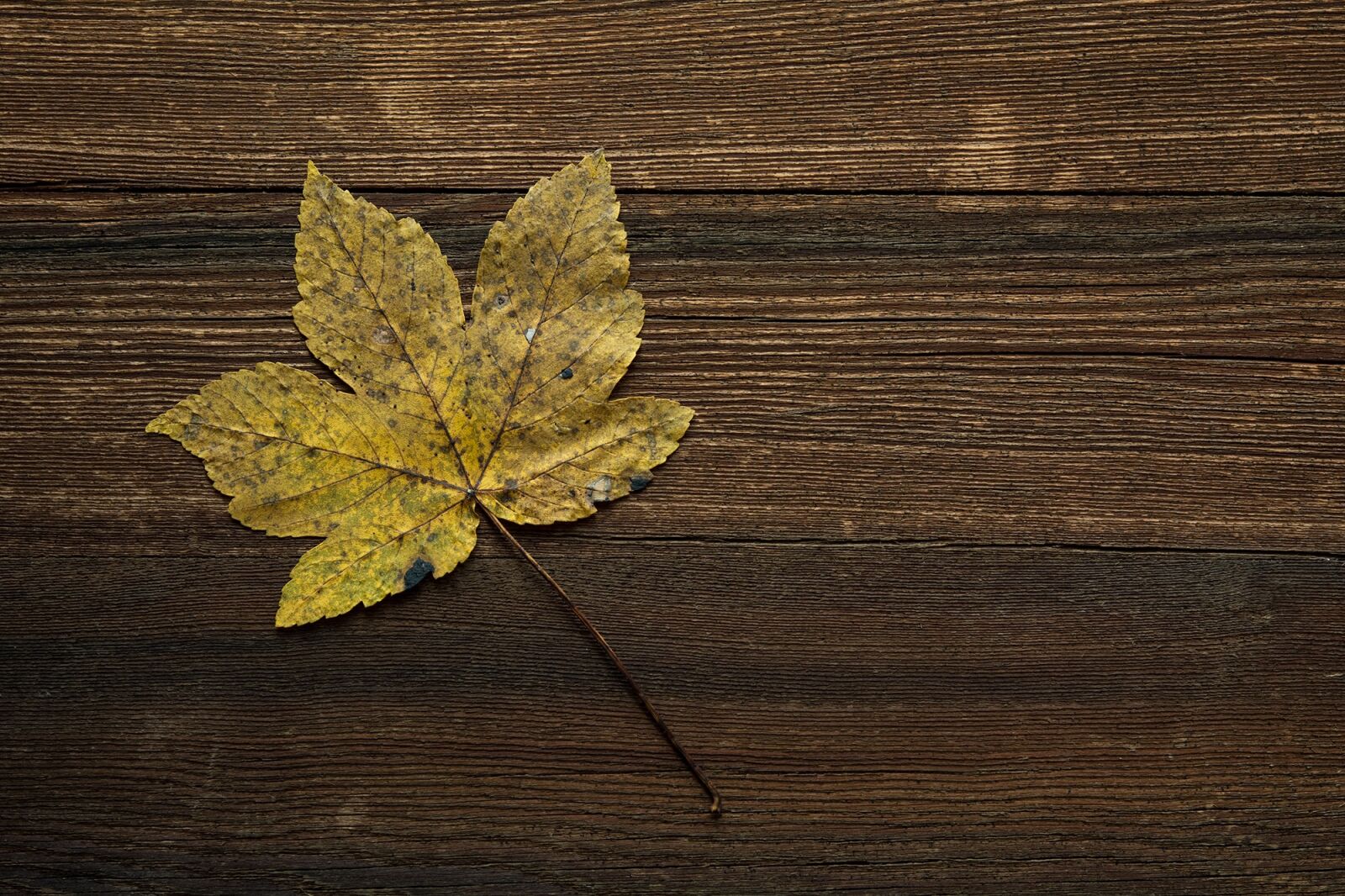 Nikon D7100 sample photo. Maple leaf, leaf, autumn photography