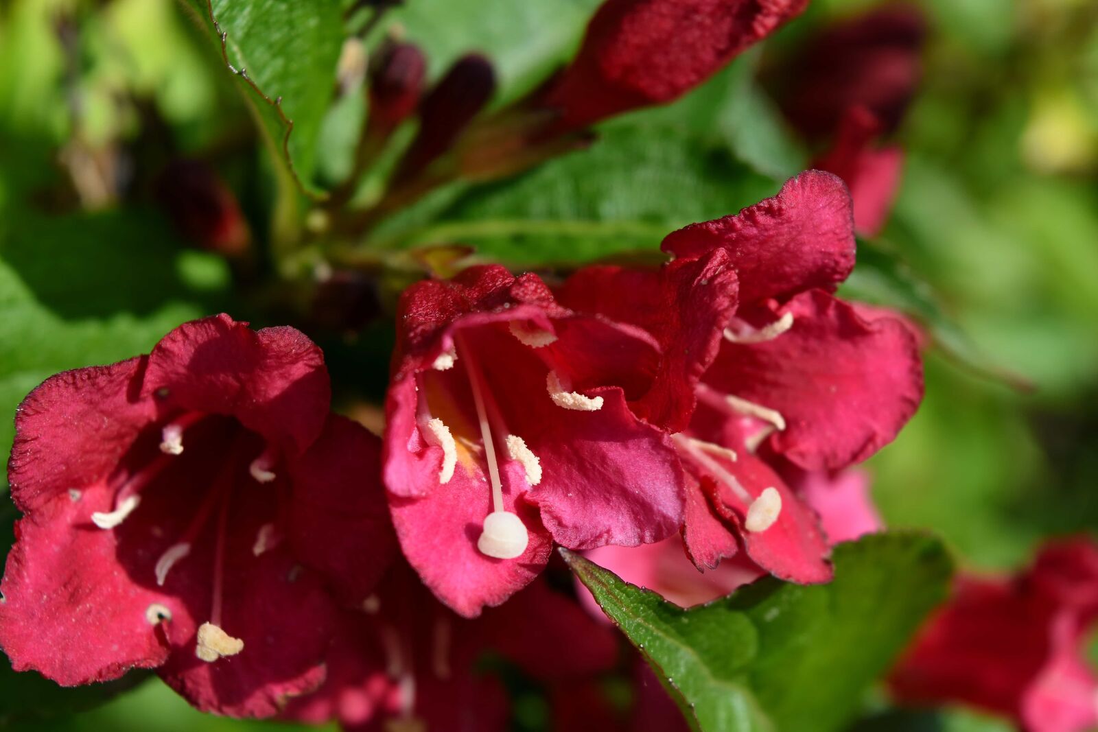 Nikon D5500 sample photo. Flower, macro, pistil, pollen photography