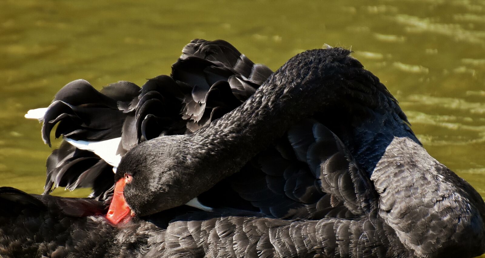 Nikon D7200 sample photo. Swan, black, water bird photography