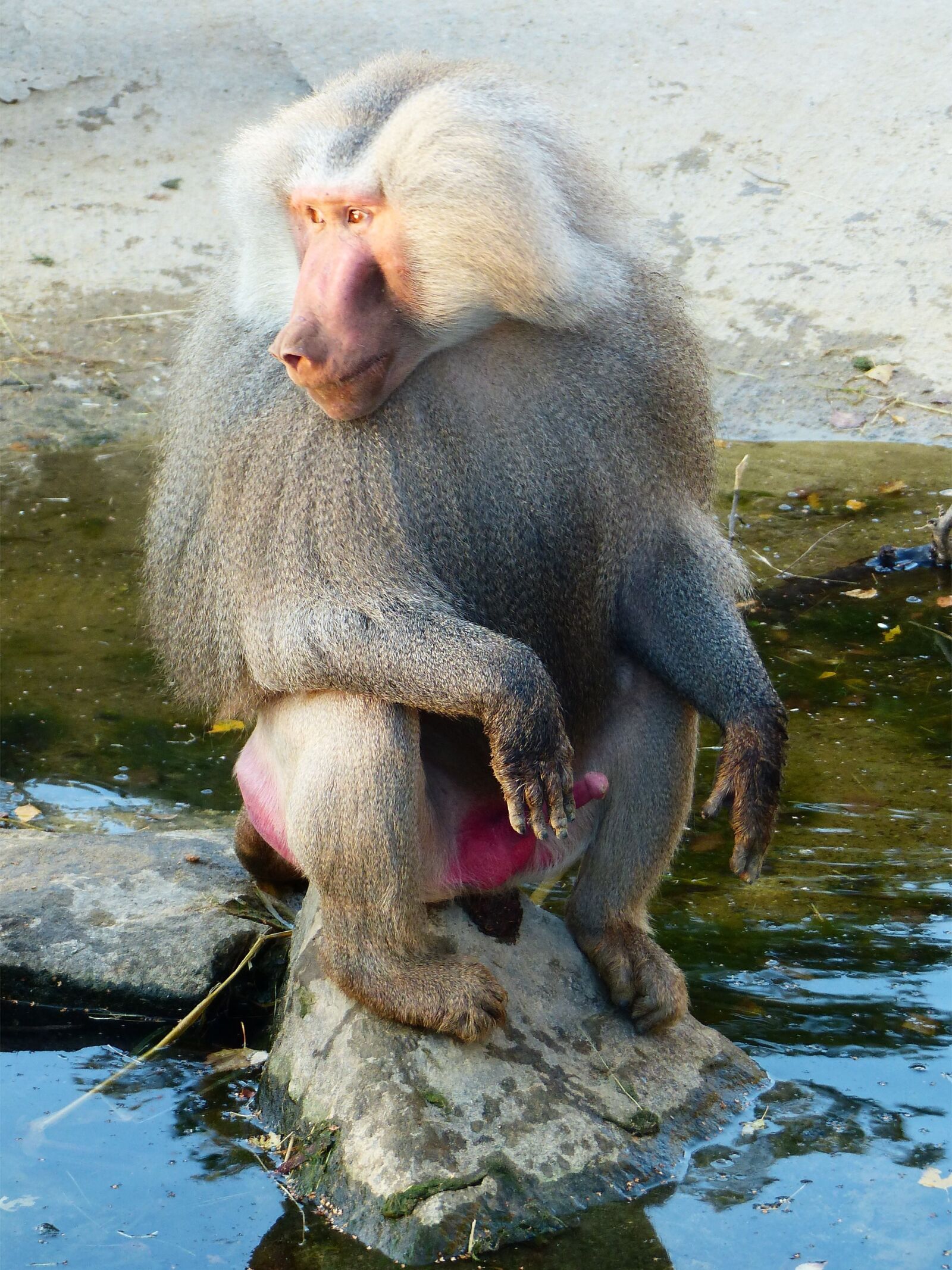 Panasonic Lumix DMC-FZ200 sample photo. Baboon, hamadryas, monkey photography