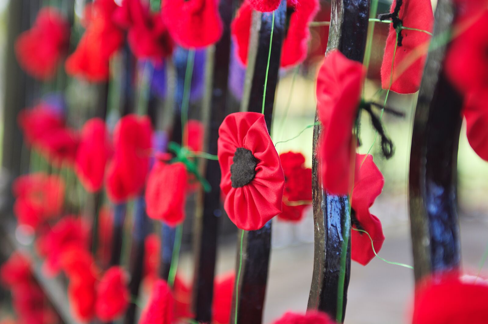 Nikon D7100 sample photo. War, poppy, poppies photography