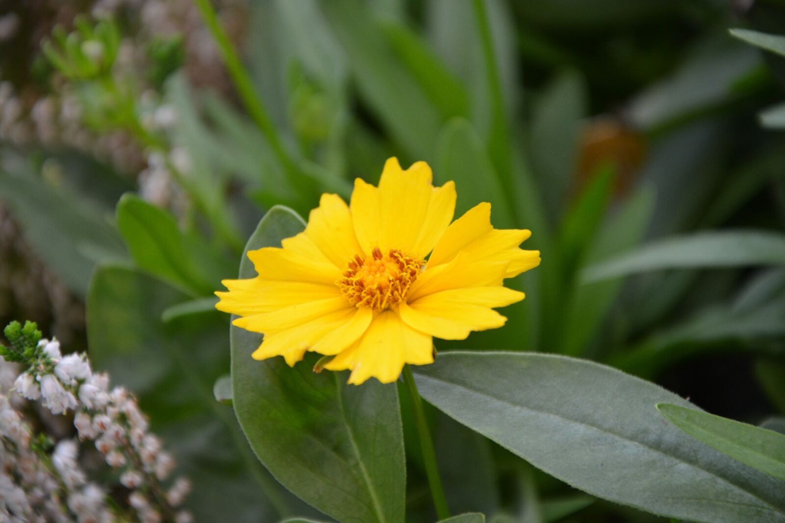 Nikon D5200 sample photo. Flowers, yellow, summer photography