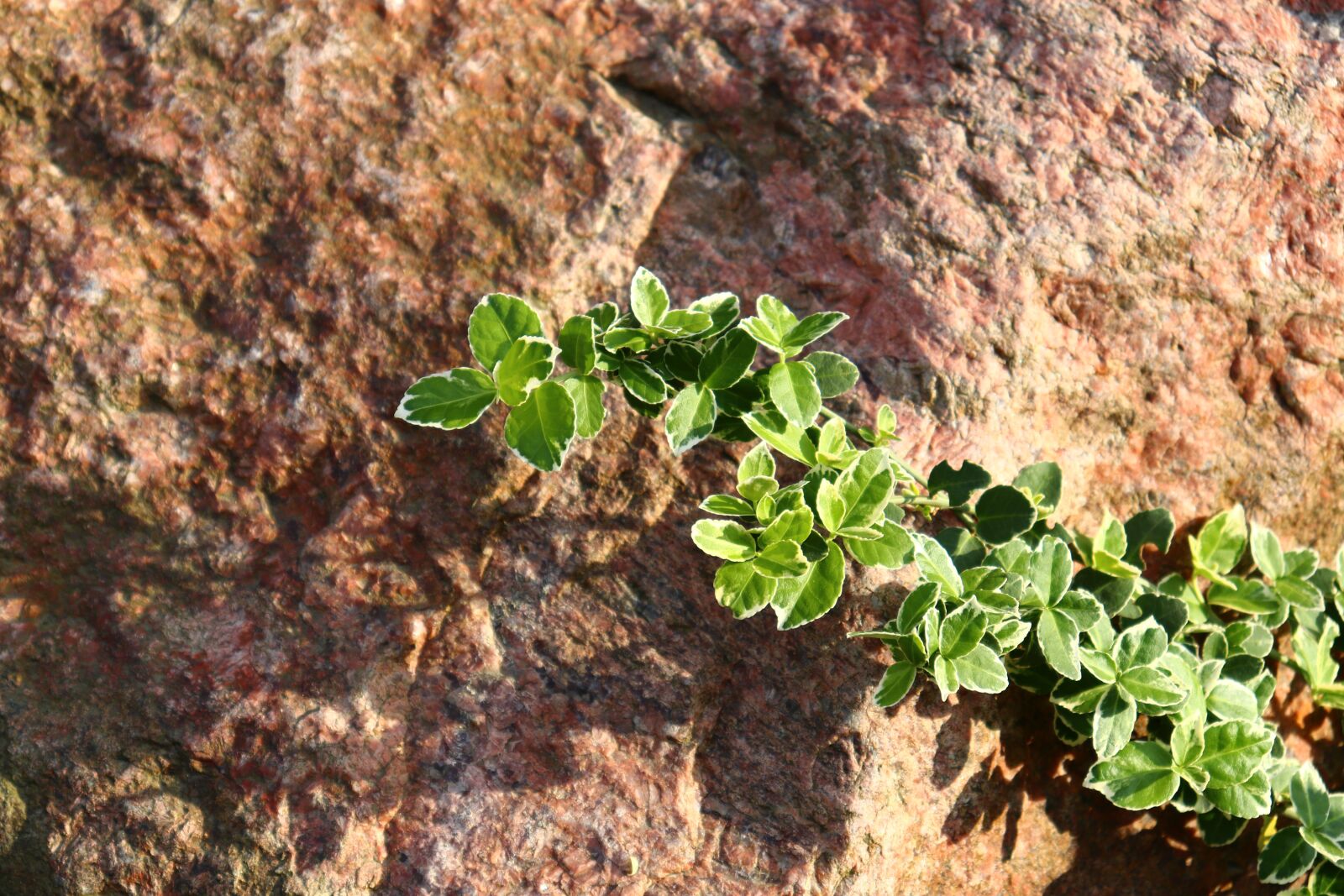 Canon EOS 200D (EOS Rebel SL2 / EOS Kiss X9) sample photo. Stone, branch, green photography