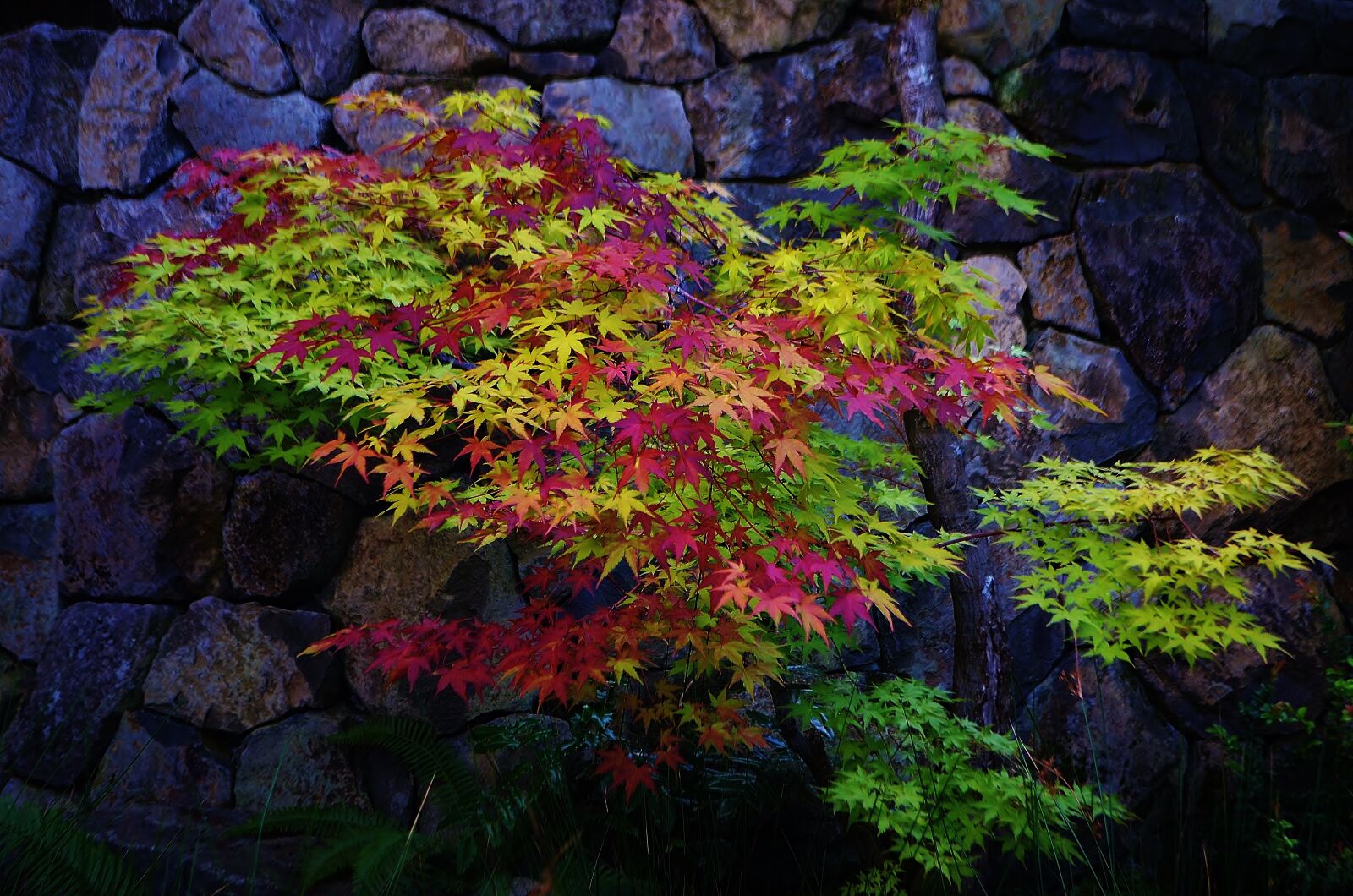 Nikon D5100 sample photo. Portland, oregon, usa photography