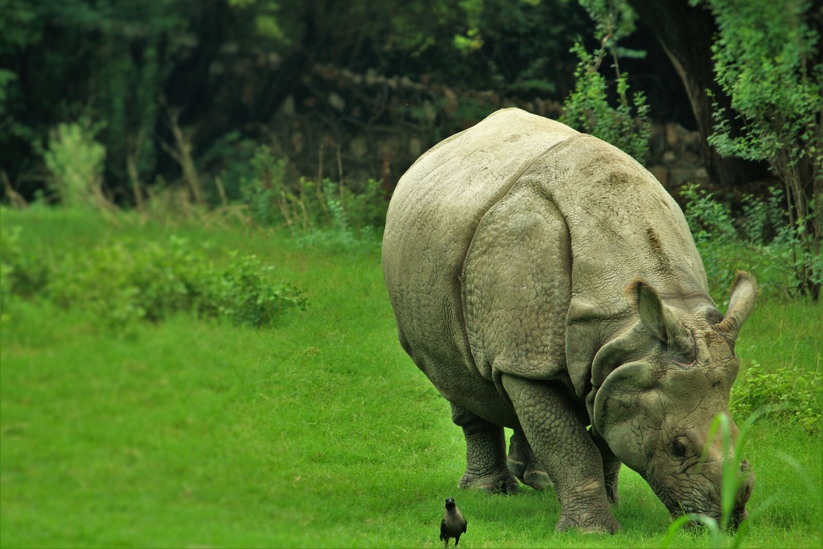 Canon EOS 1200D (EOS Rebel T5 / EOS Kiss X70 / EOS Hi) sample photo. Animal, zoo, rhinoceros photography