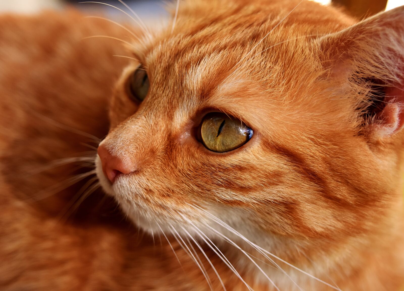Nikon D7200 sample photo. Cat, mackerel, photograph photography