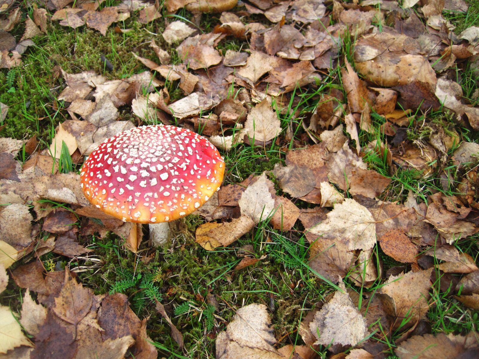 Canon PowerShot SD1200 IS (Digital IXUS 95 IS / IXY Digital 110 IS) sample photo. In the forest, forest photography