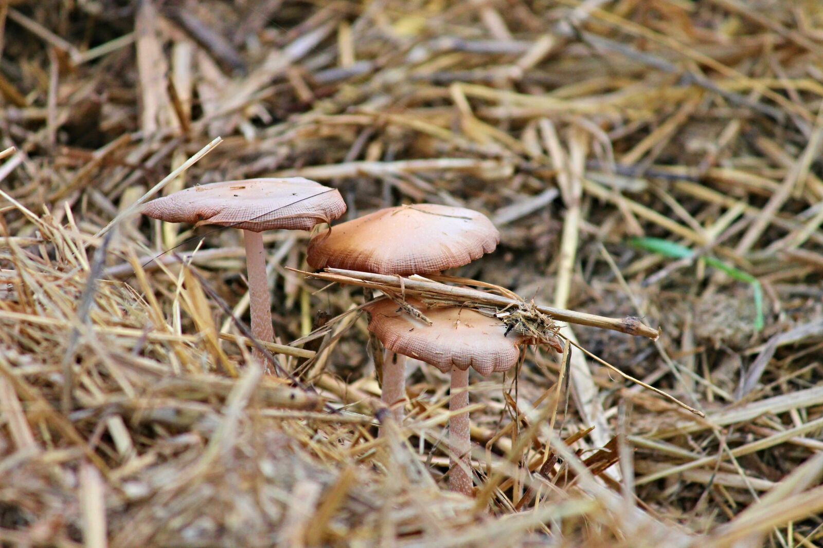 Canon EOS 1100D (EOS Rebel T3 / EOS Kiss X50) sample photo. Mushrooms, screen mushrooms, straw photography