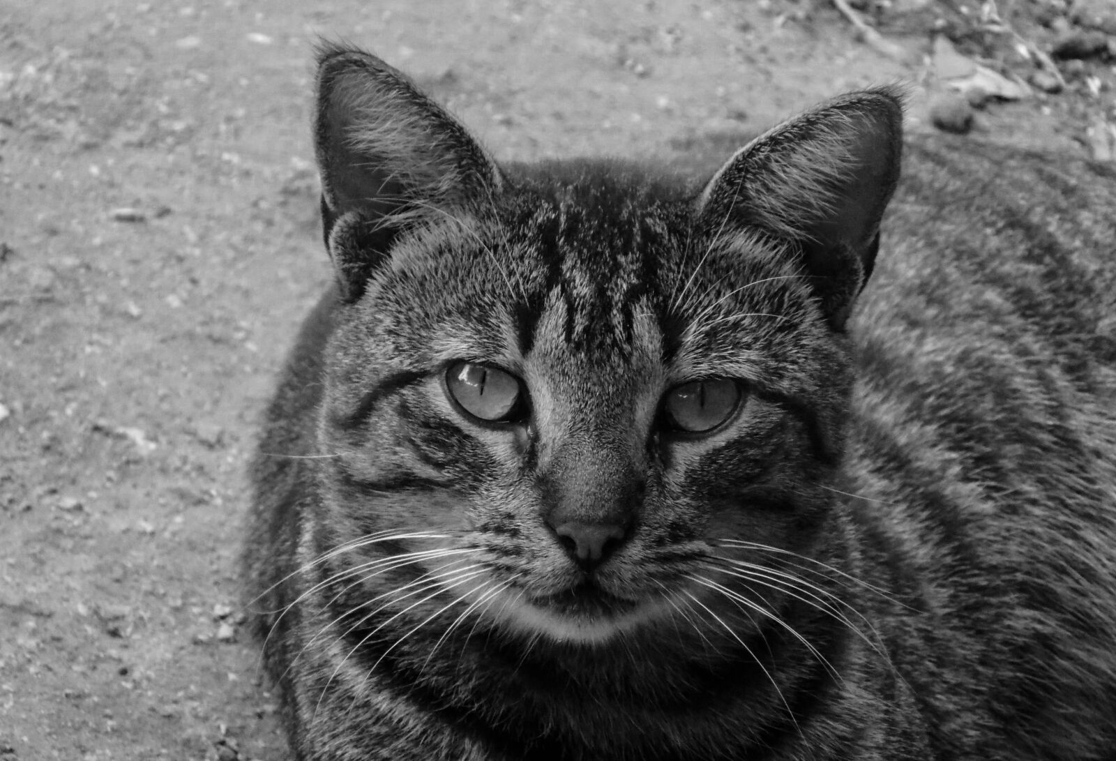 Nikon COOLPIX L330 sample photo. Animal, cat, eye photography