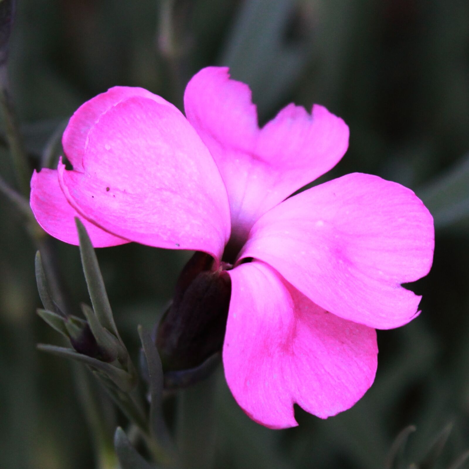 Canon EOS 1300D (EOS Rebel T6 / EOS Kiss X80) sample photo. Flower, plant, nature photography