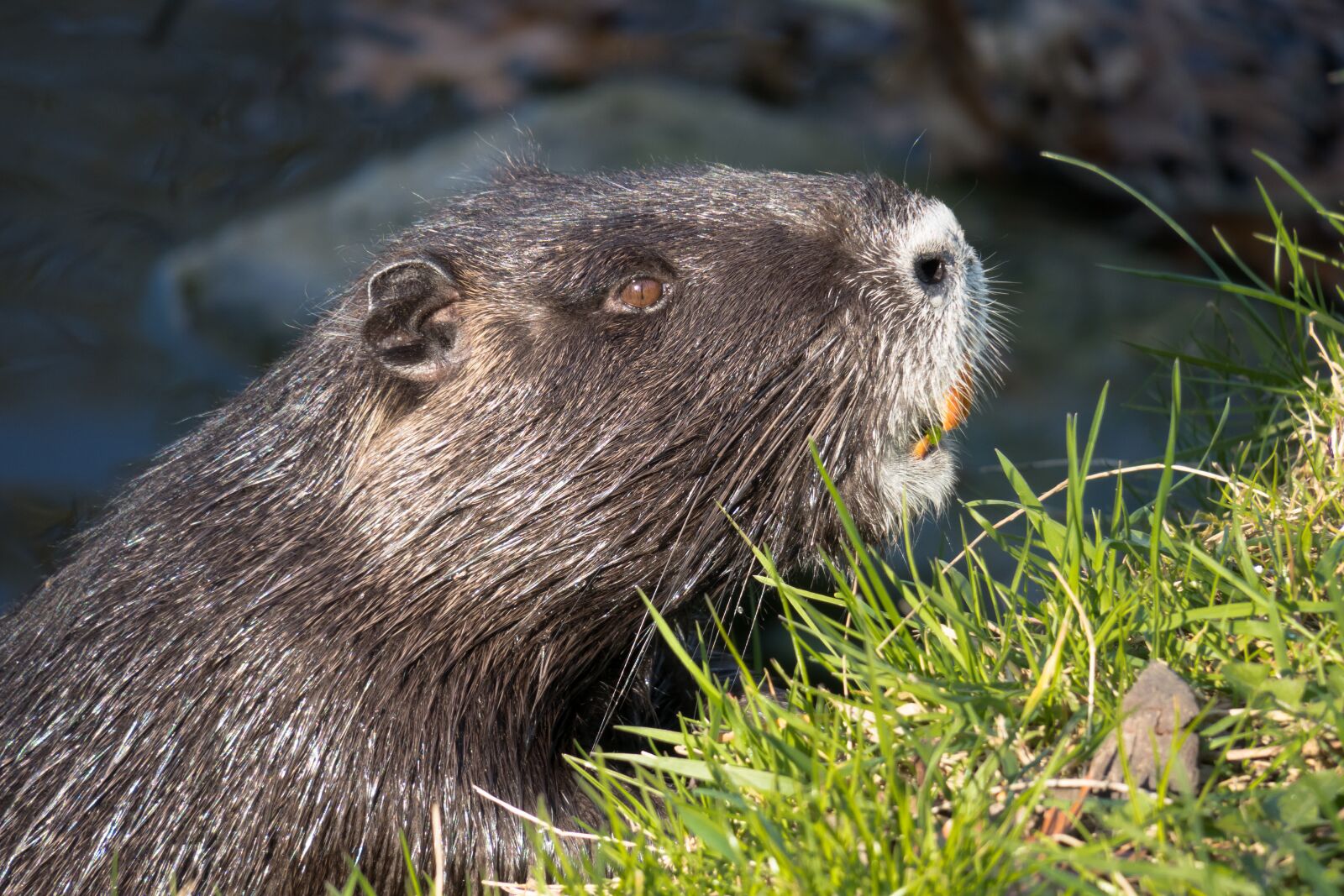 Canon PowerShot G3 X sample photo. Nutria, water rat, coypu photography
