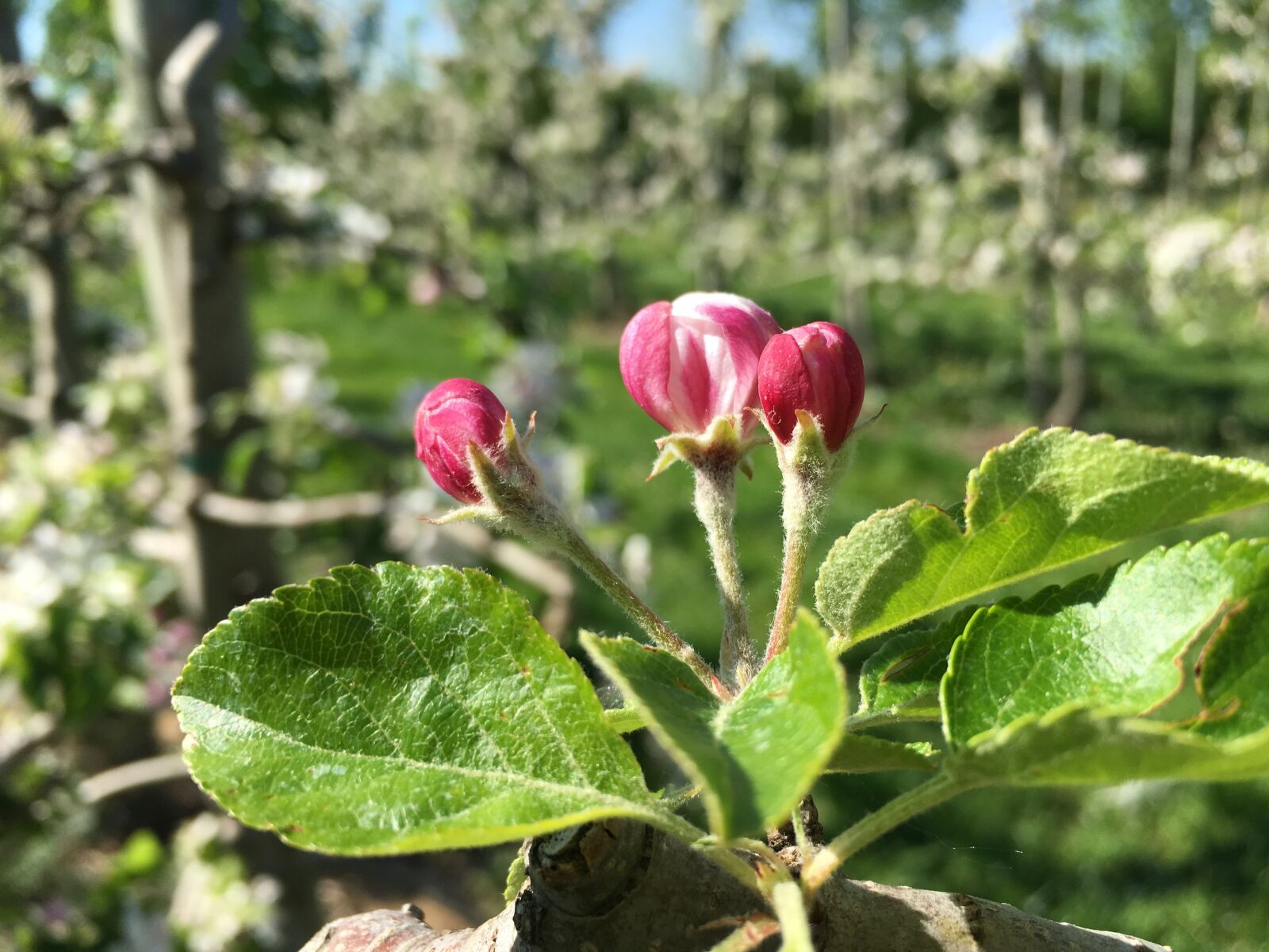 Apple iPhone 6s sample photo. Apple blossom, red, apple photography