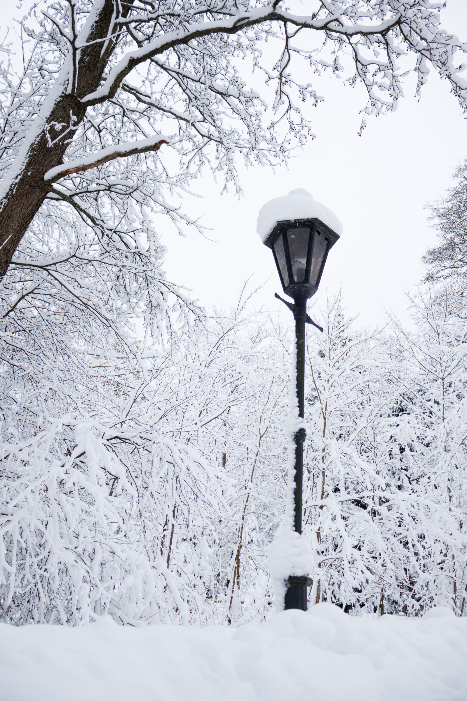 Canon EOS R50 sample photo. Street lamp after snowfall photography