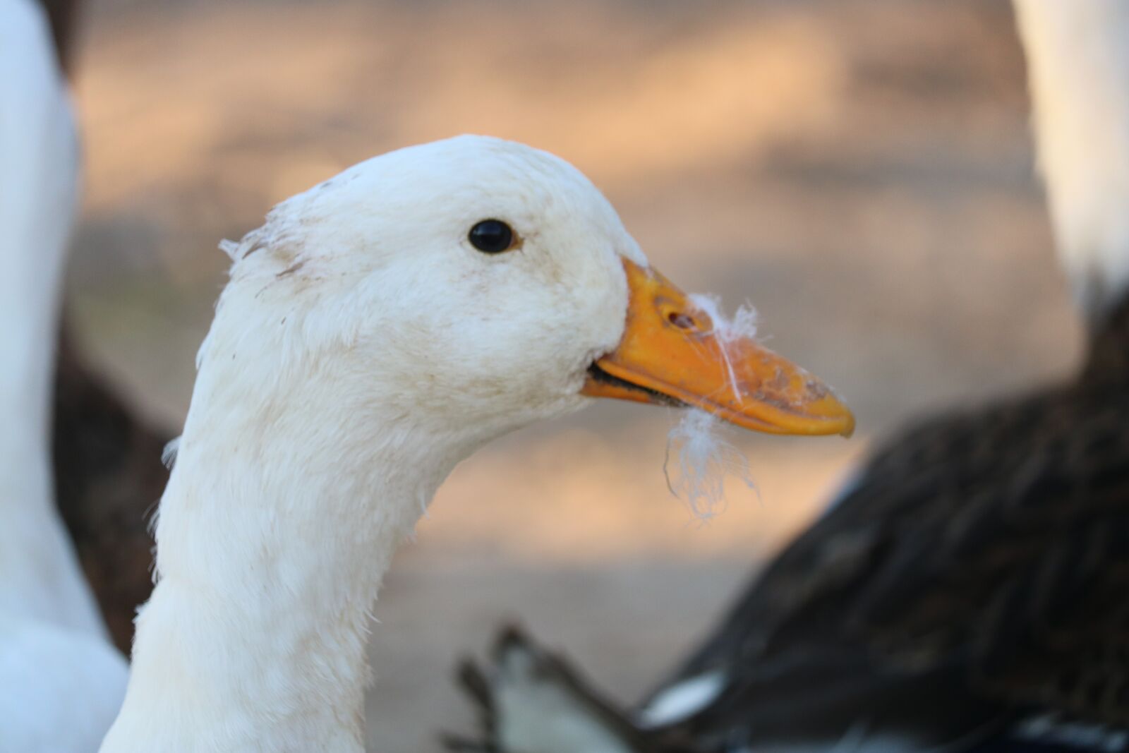 Canon EOS 750D (EOS Rebel T6i / EOS Kiss X8i) sample photo. Duck, white, animal photography