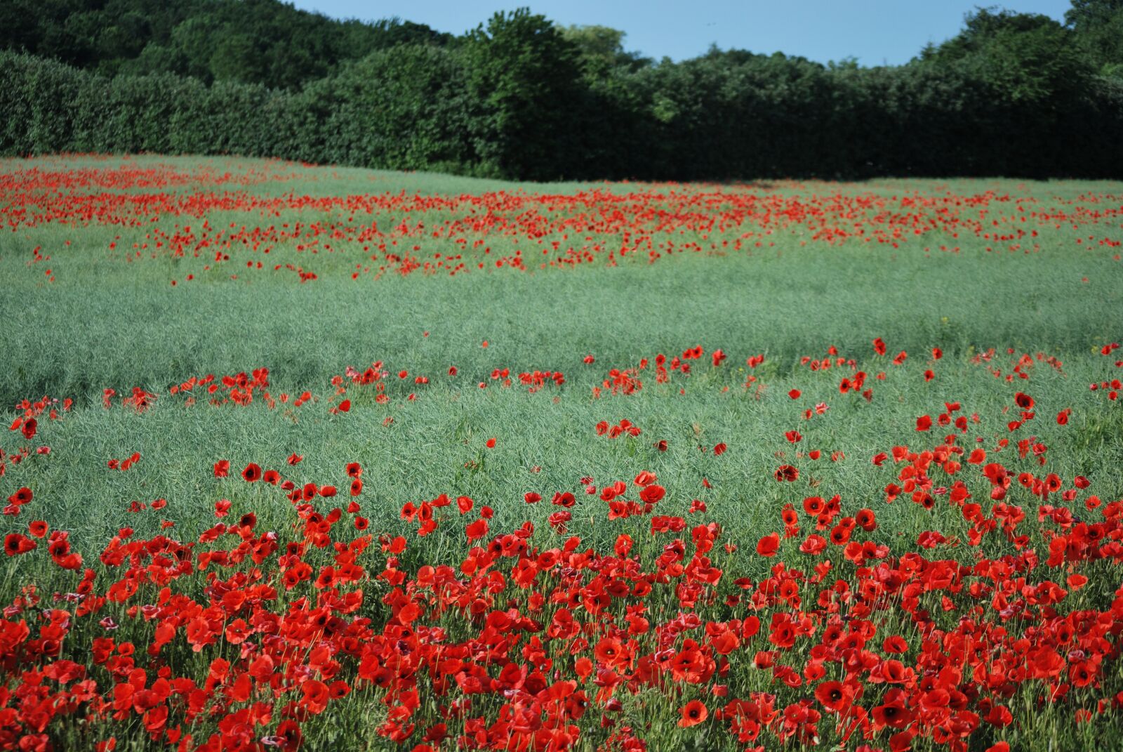 Nikon D60 sample photo. Mark, poppies, flowers photography