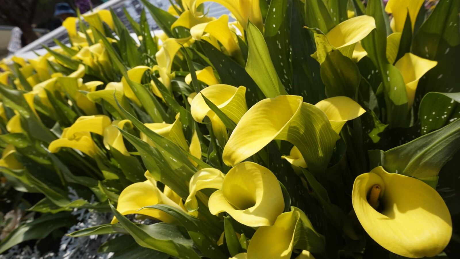 Sony Alpha a5000 (ILCE 5000) sample photo. Nature, flower, flora photography