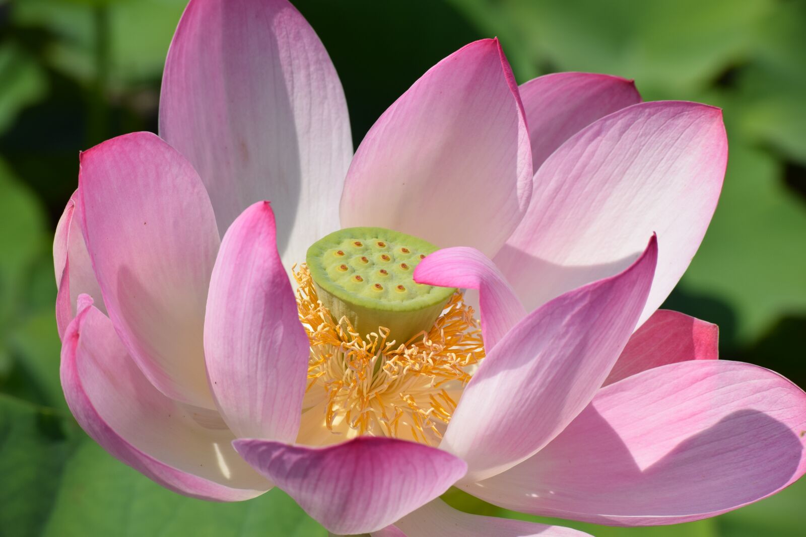 Nikon D3300 sample photo. Flower, tropical, nature photography