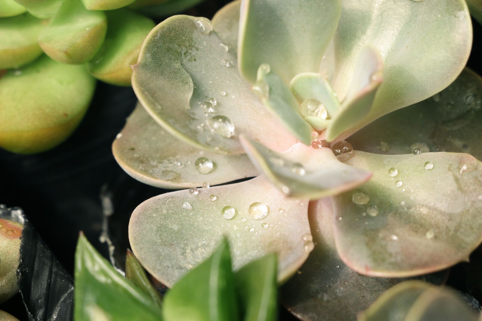 Canon EOS 70D sample photo. Dew, early in the photography