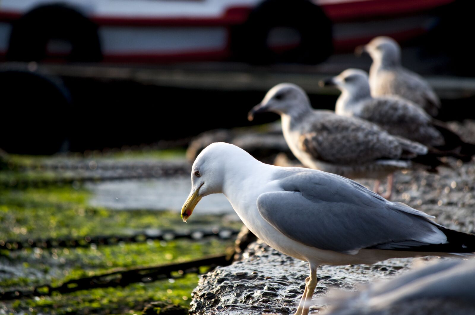 Nikon D5000 sample photo. Seagull, marine, moss photography