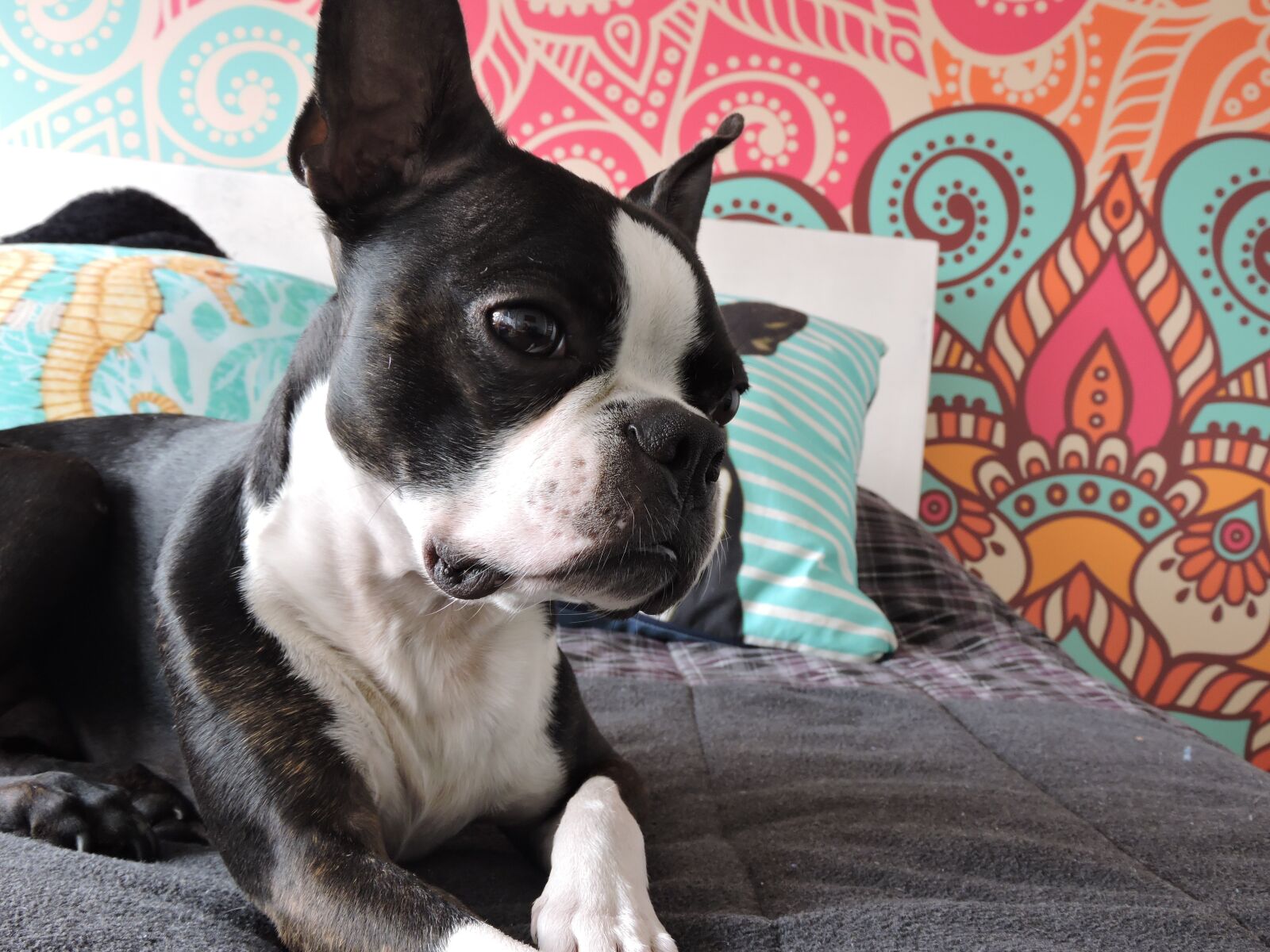 Nikon Coolpix P600 sample photo. Dog, bostonterrier, pet photography