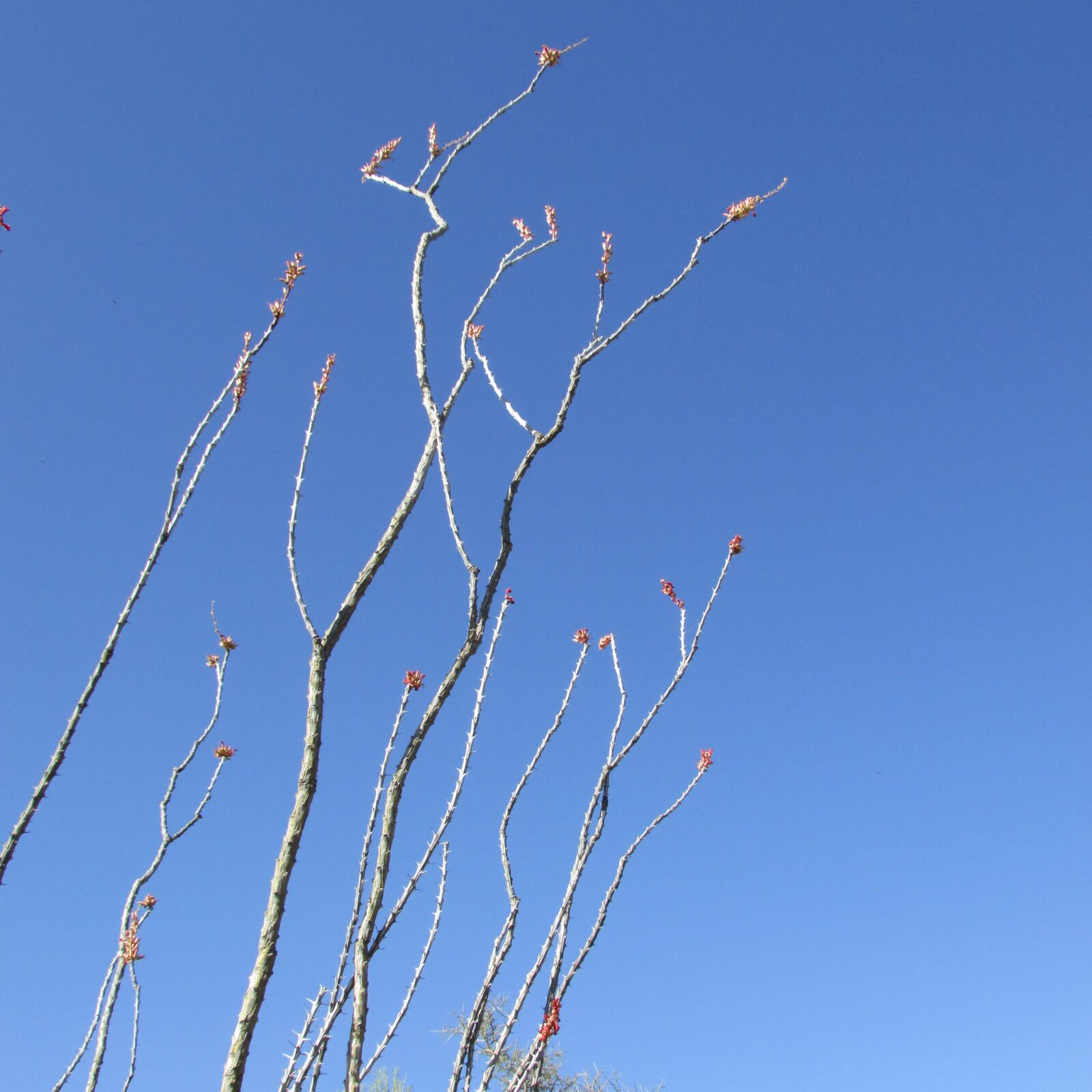 Canon PowerShot SX500 IS sample photo. Fouquieria splendens, flower, ocotillo photography