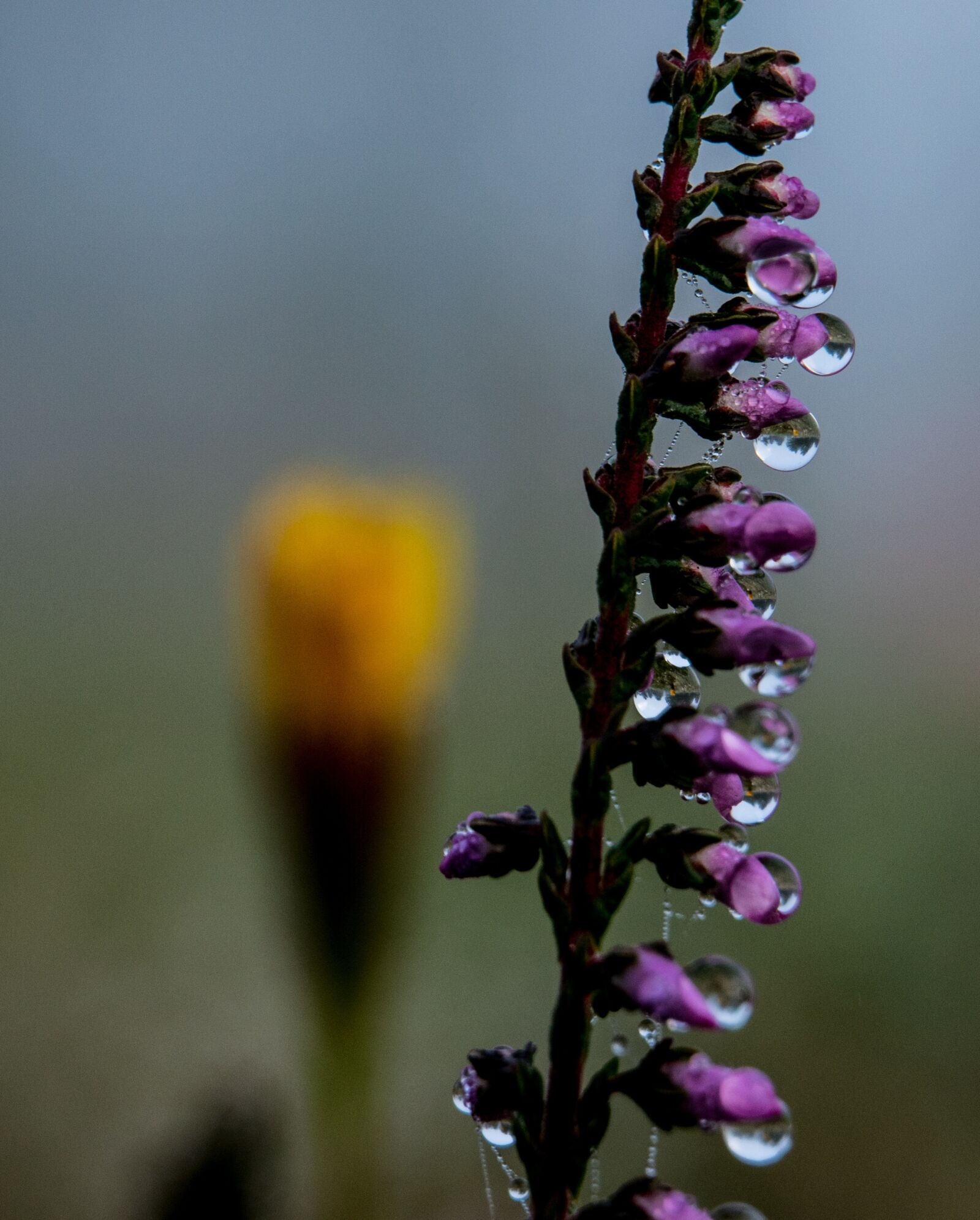 Nikon 1 J5 sample photo. Flower, plant, nature photography