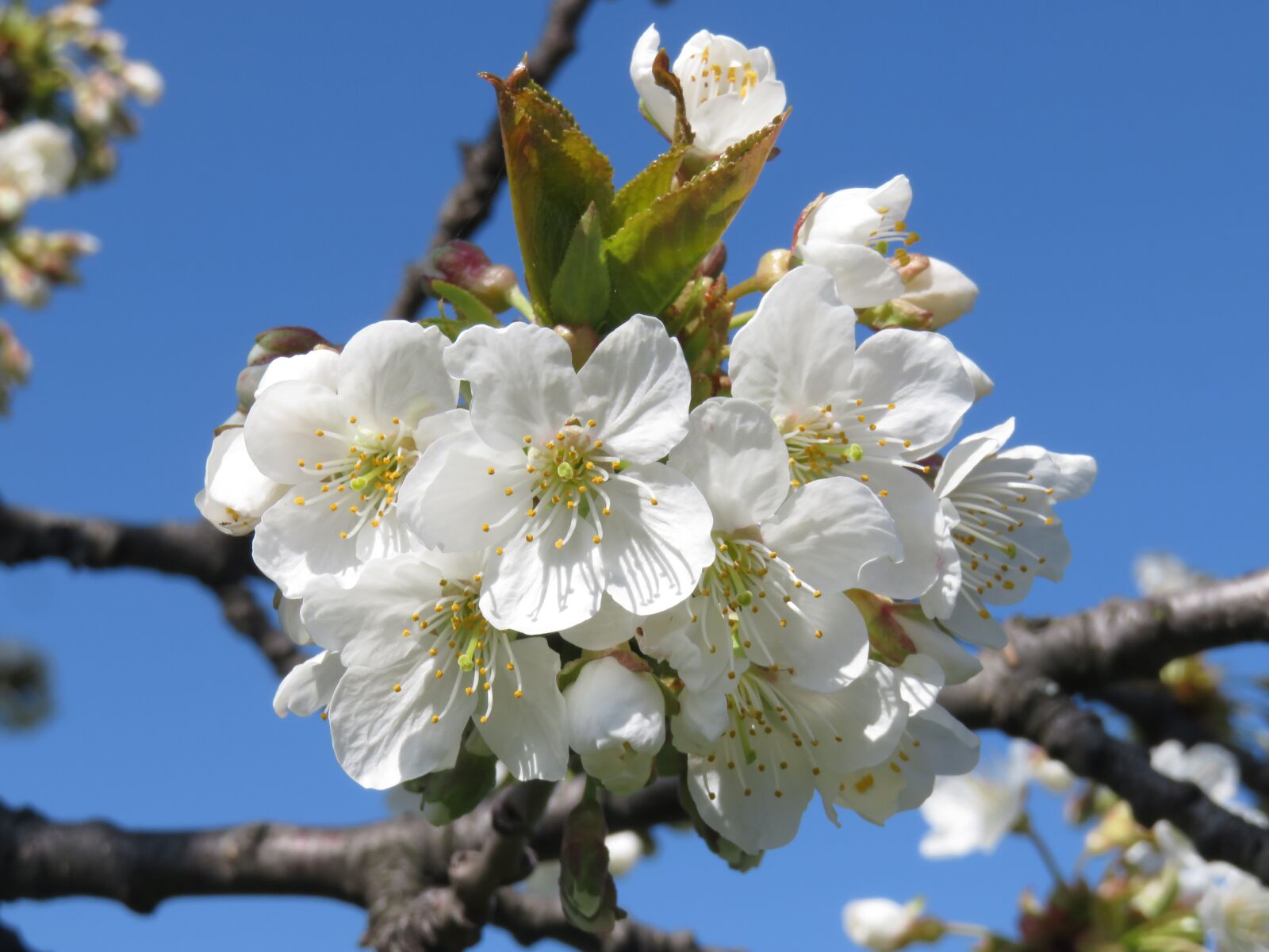Canon PowerShot SX710 HS sample photo. Cherries, cherry blossom, spring photography
