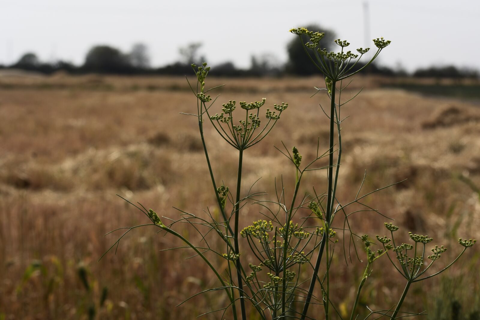 Nikon D3400 sample photo. Nature, outdoors, grass photography
