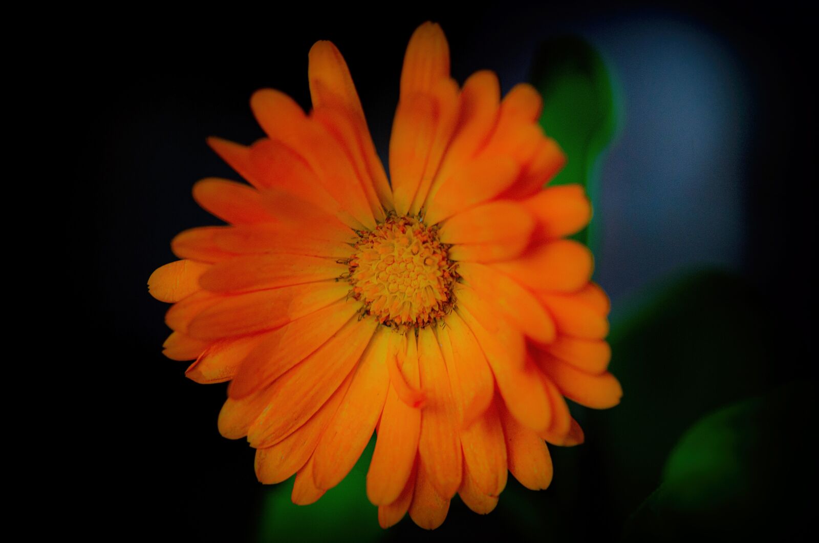 Nikon D7000 sample photo. Flower, marigold medical, plant photography