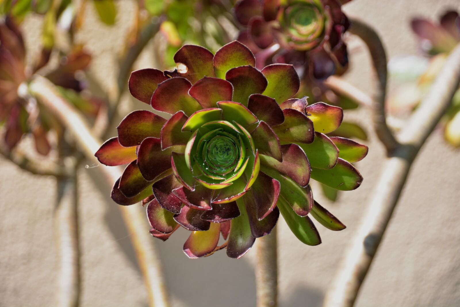 Nikon D5200 sample photo. Succulent, botany, green photography