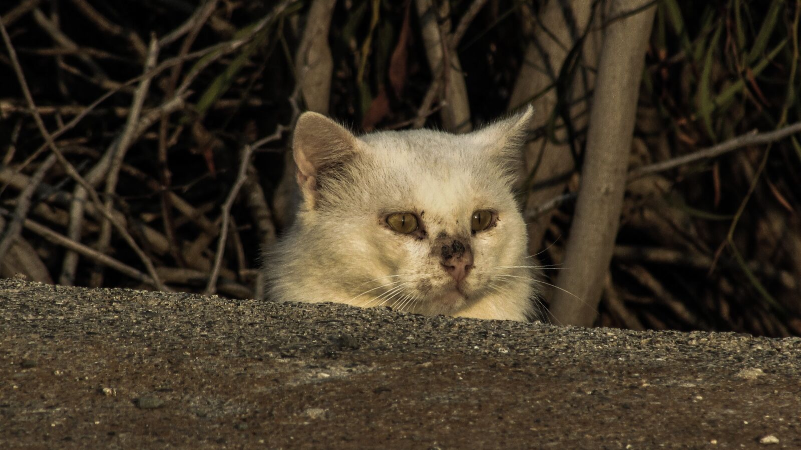 Canon PowerShot SX400 IS sample photo. Cat, stray, wounded photography
