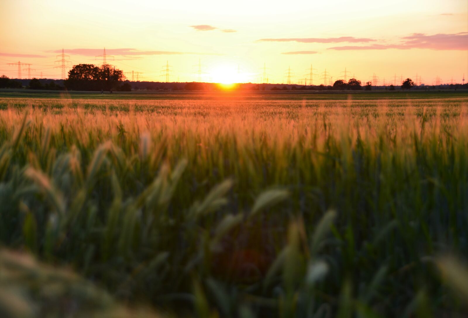 Nikon D5200 sample photo. Wheat field, nature, sunset photography