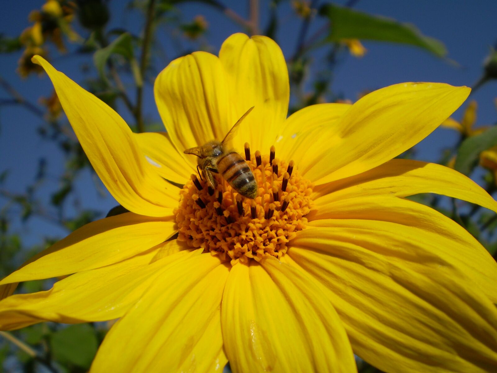 Olympus FE210,X775 sample photo. Yellow flower, bee, hostal photography