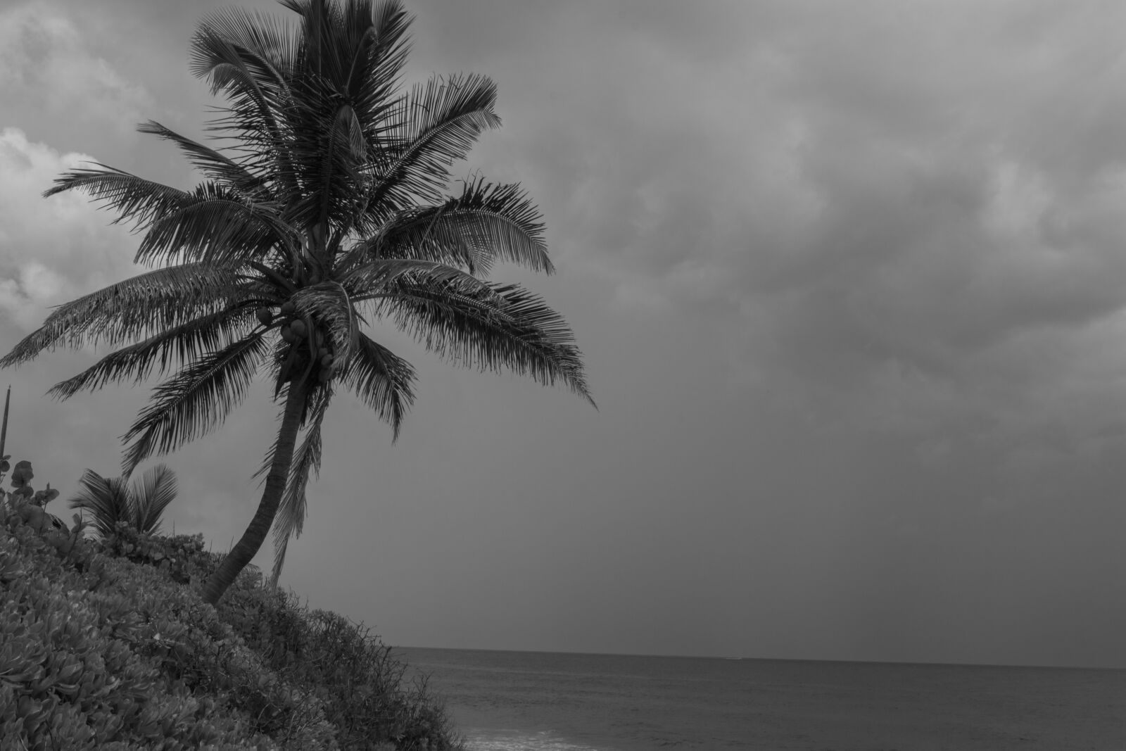 Canon EF 24mm F1.4L II USM sample photo. Beach, palm, blackandwhite photography