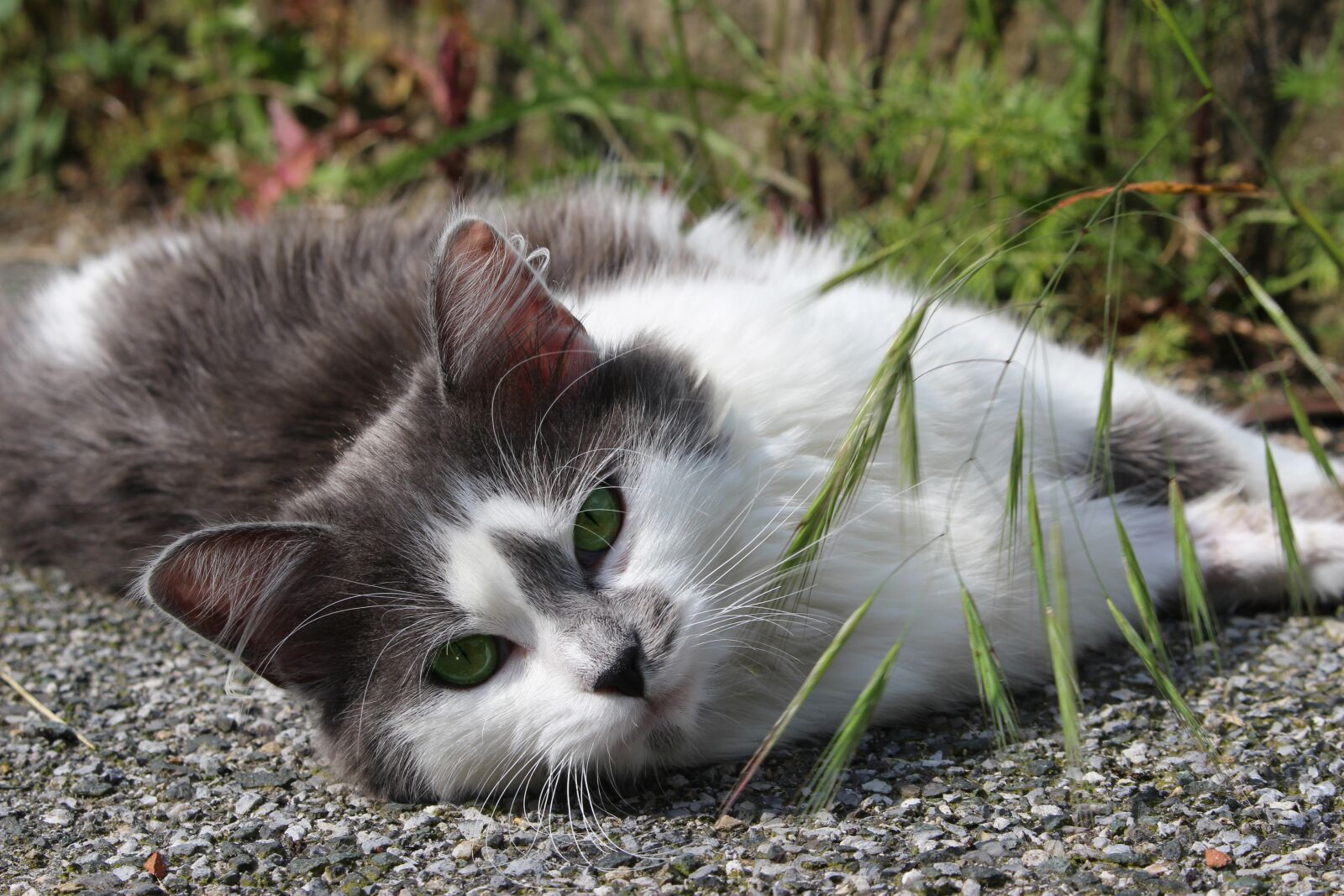 Canon EOS 100D (EOS Rebel SL1 / EOS Kiss X7) sample photo. Cat, nature, predator photography