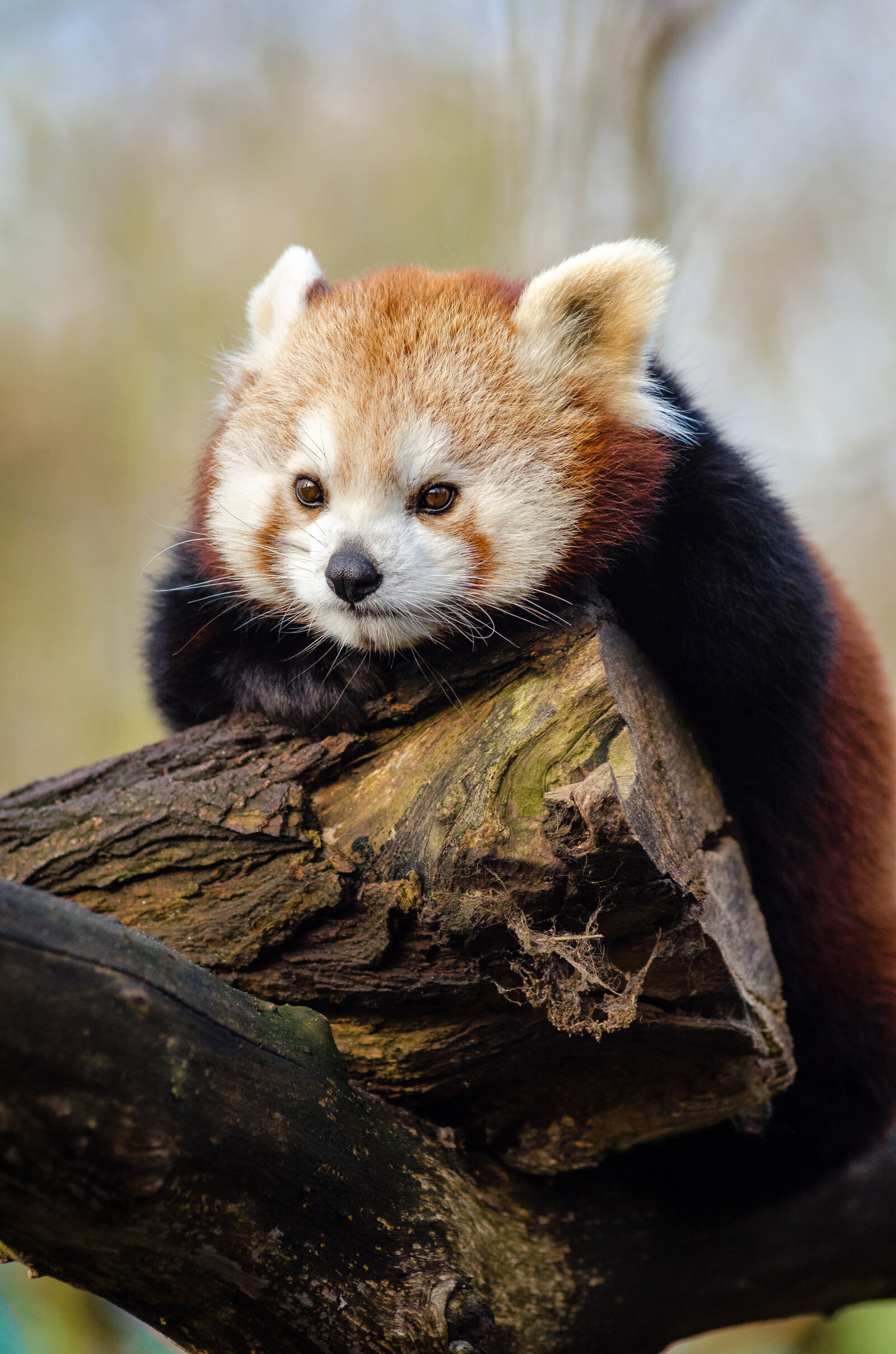 AF Zoom-Nikkor 80-200mm f/2.8 ED sample photo