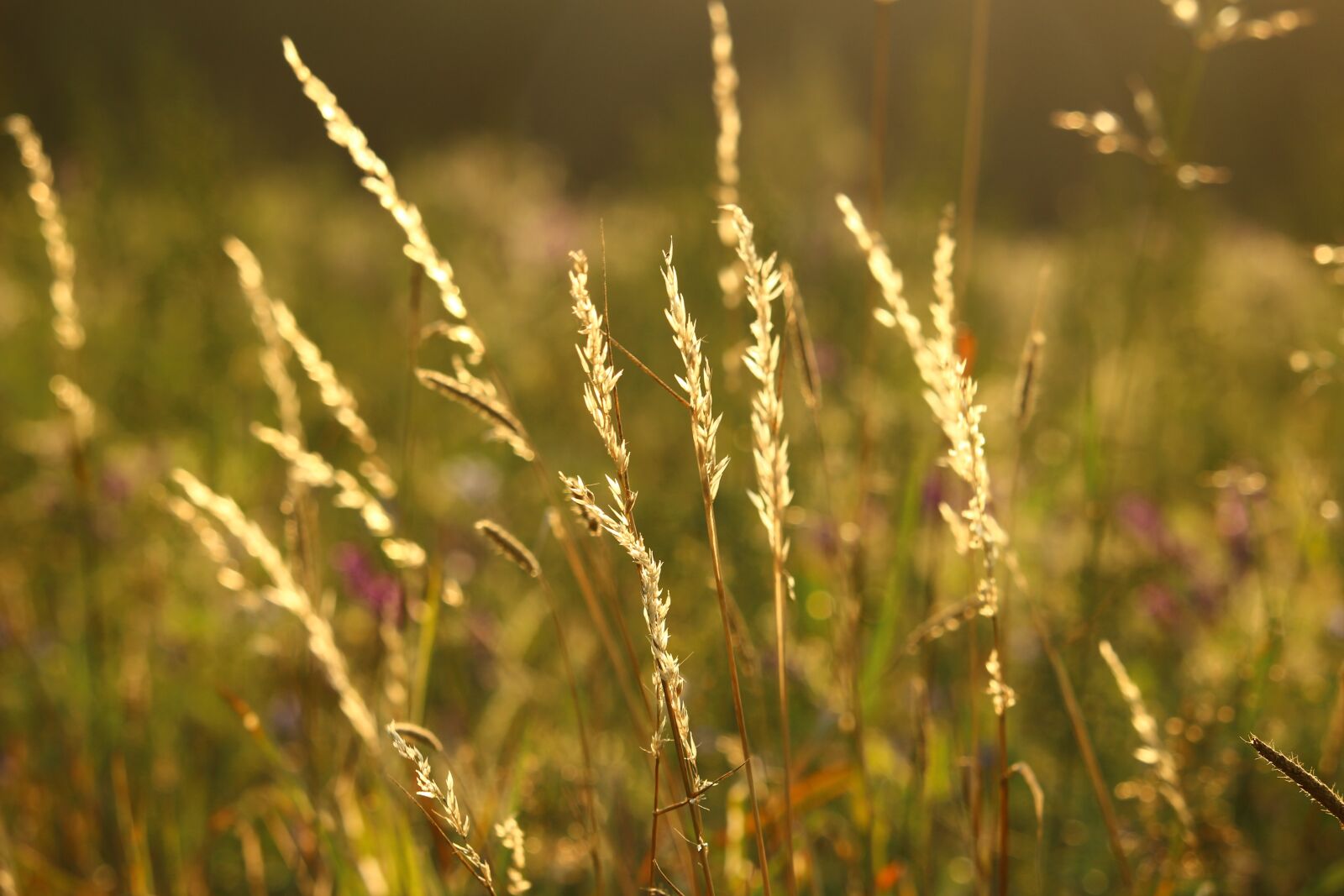 Canon EOS 100D (EOS Rebel SL1 / EOS Kiss X7) sample photo. Edge of field, meadow photography