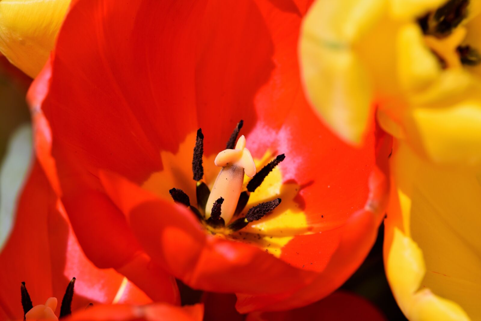 Nikon D7200 sample photo. Tulip, schnittblume, spring flowers photography
