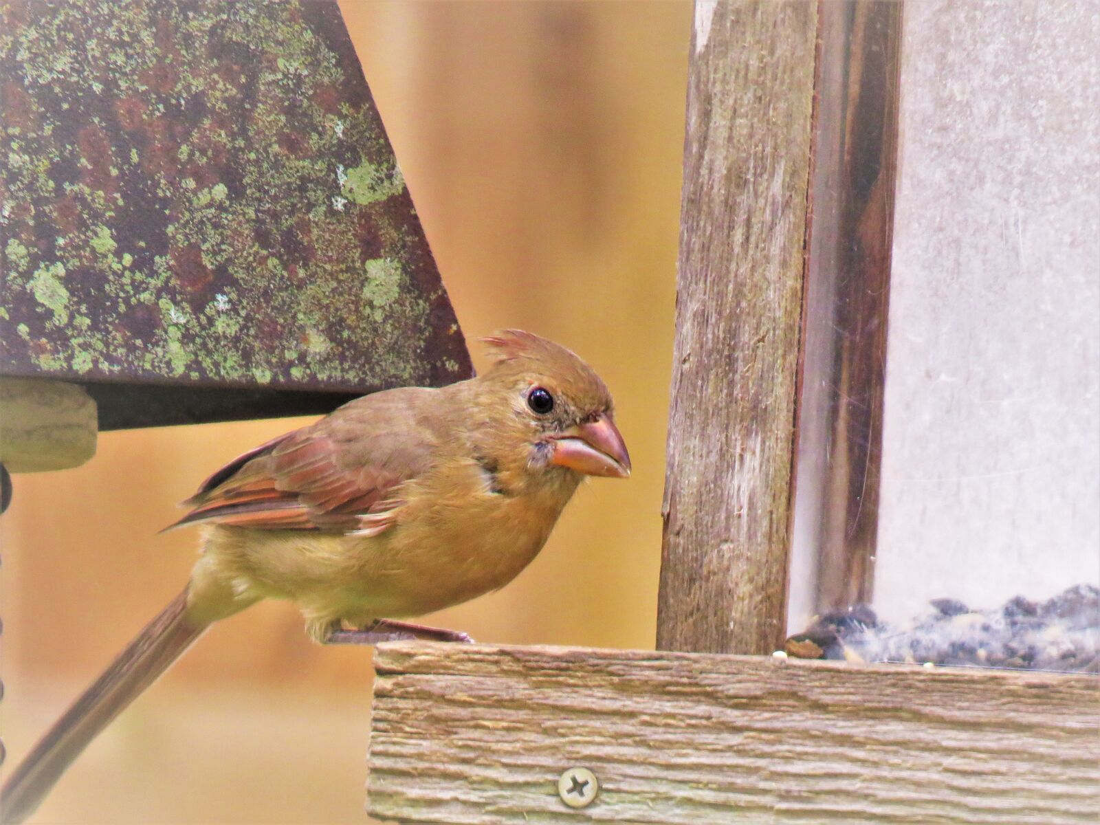 Canon PowerShot SX60 HS sample photo. Bird, wildlife, close up photography