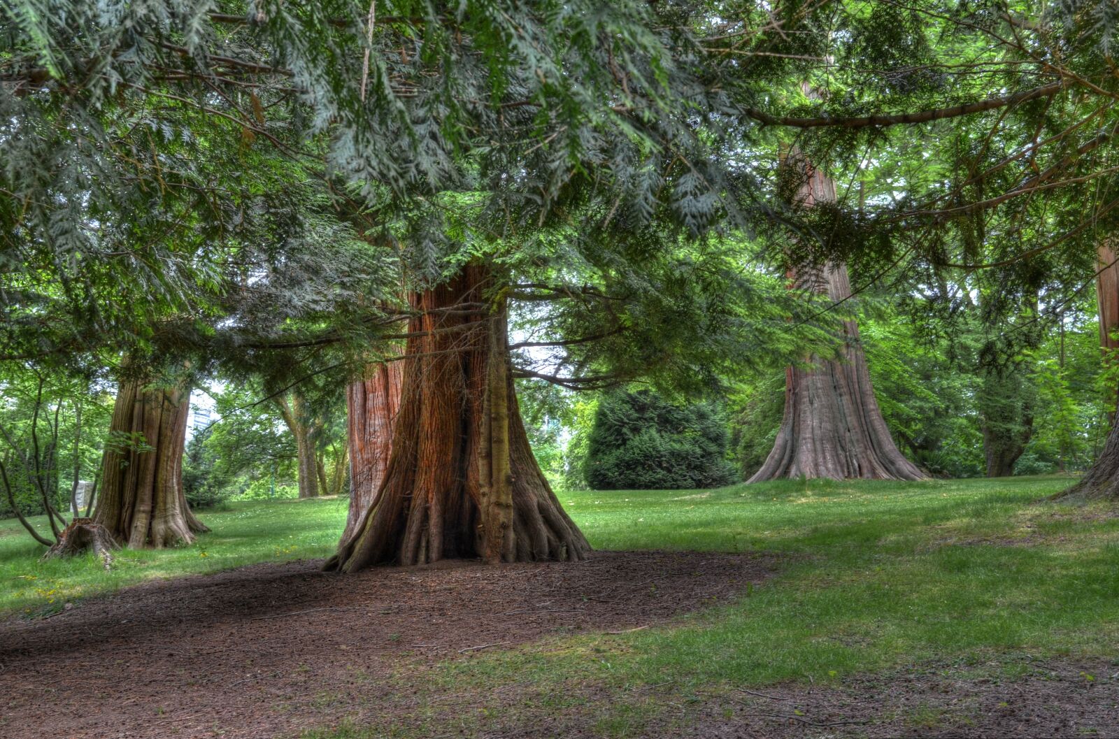 Nikon D5100 sample photo. Tree, trail, forest photography