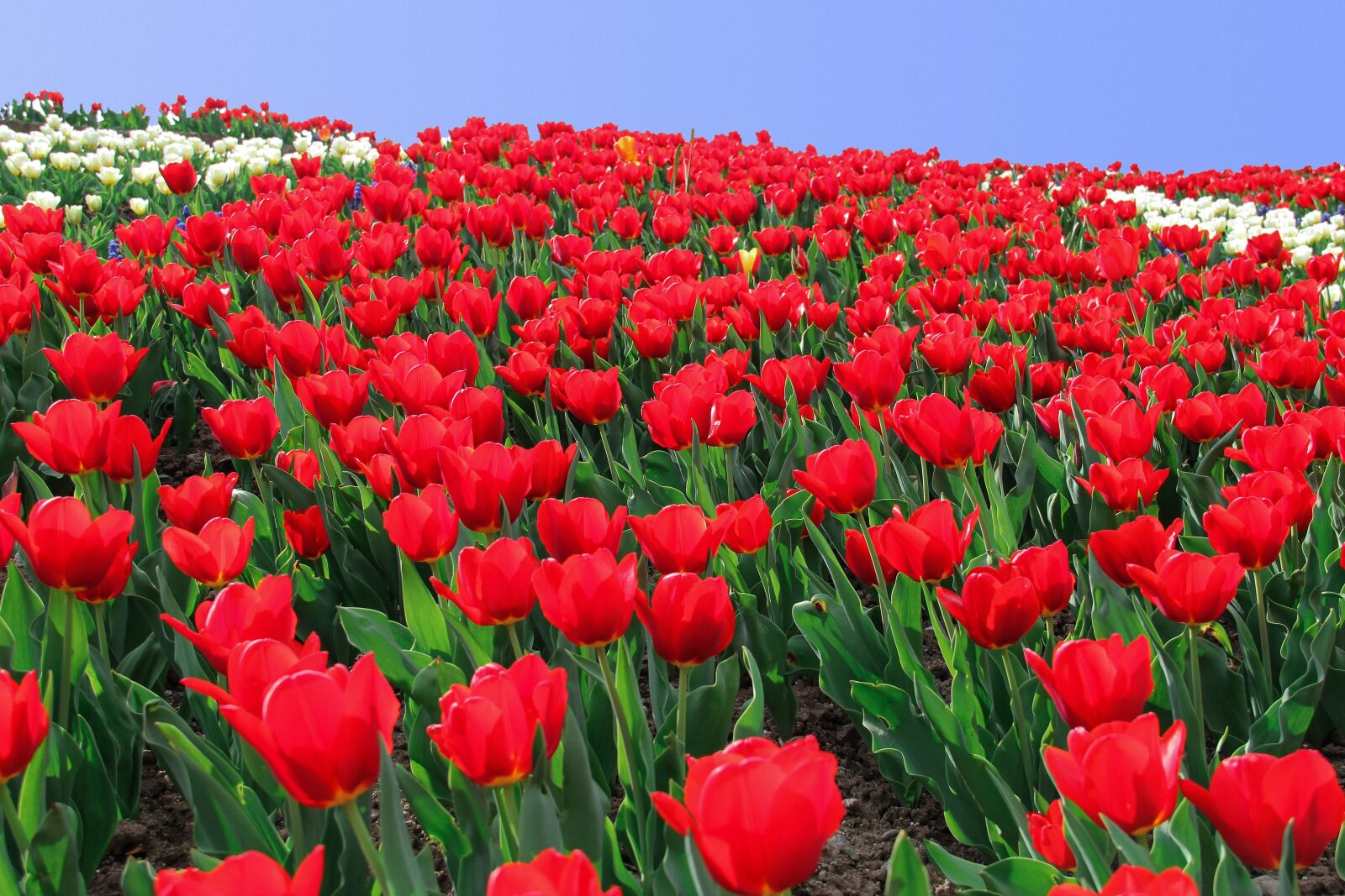 Canon EF-S 18-135mm F3.5-5.6 IS sample photo. Tulip, tulip sea, flowers photography