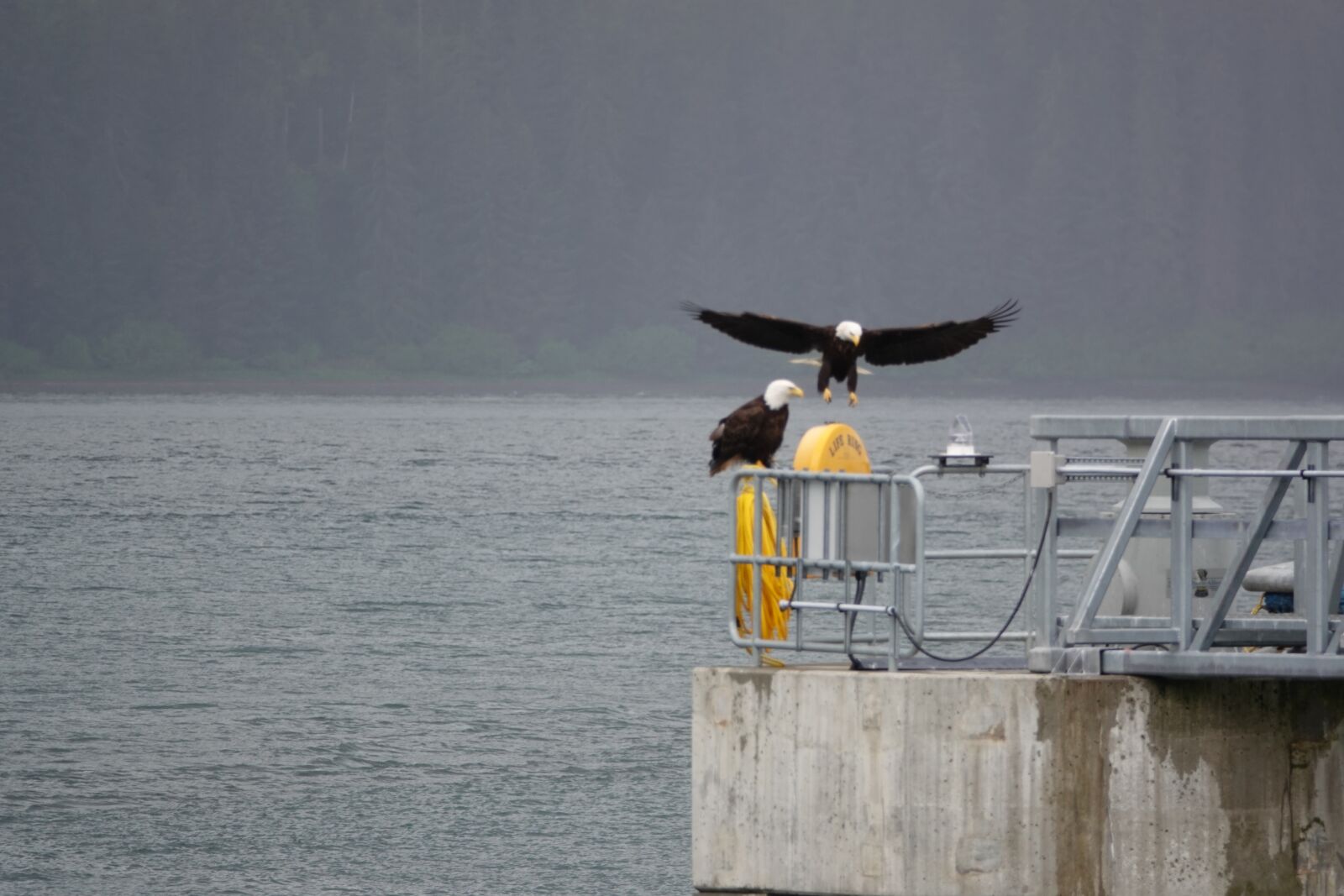 Sony Cyber-shot DSC-RX10 IV sample photo. White tailed eagle, port photography