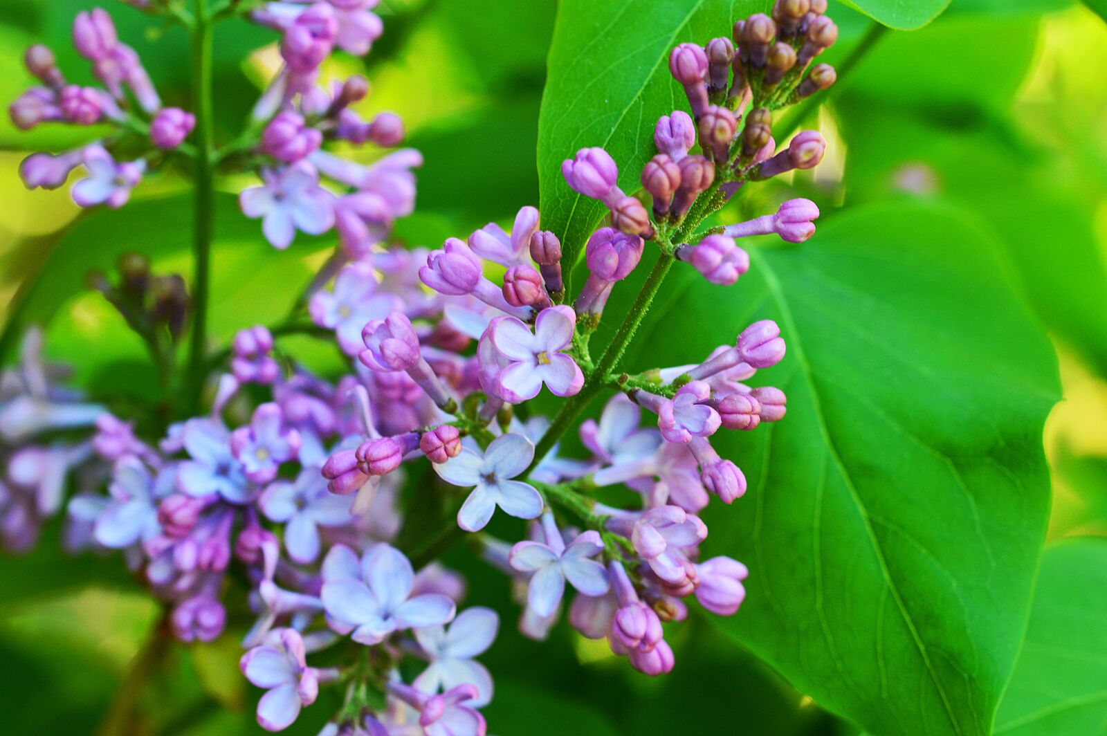 Nikon D3200 sample photo. Lilac, blossom, bloom photography