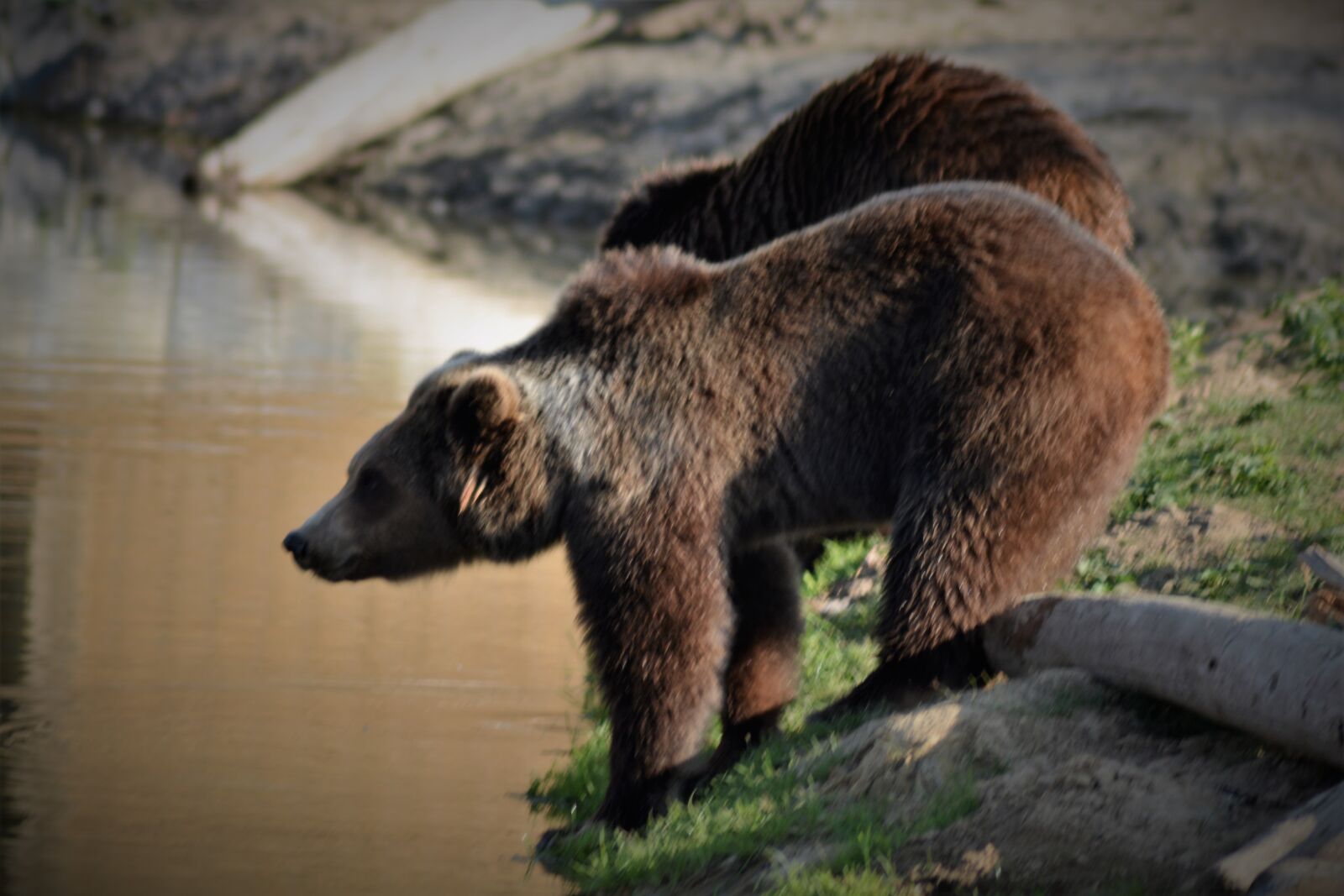 Nikon D5200 sample photo. Bear, brown, european photography
